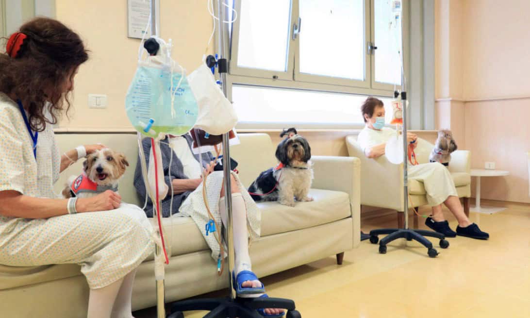 Pet Therapy Loto